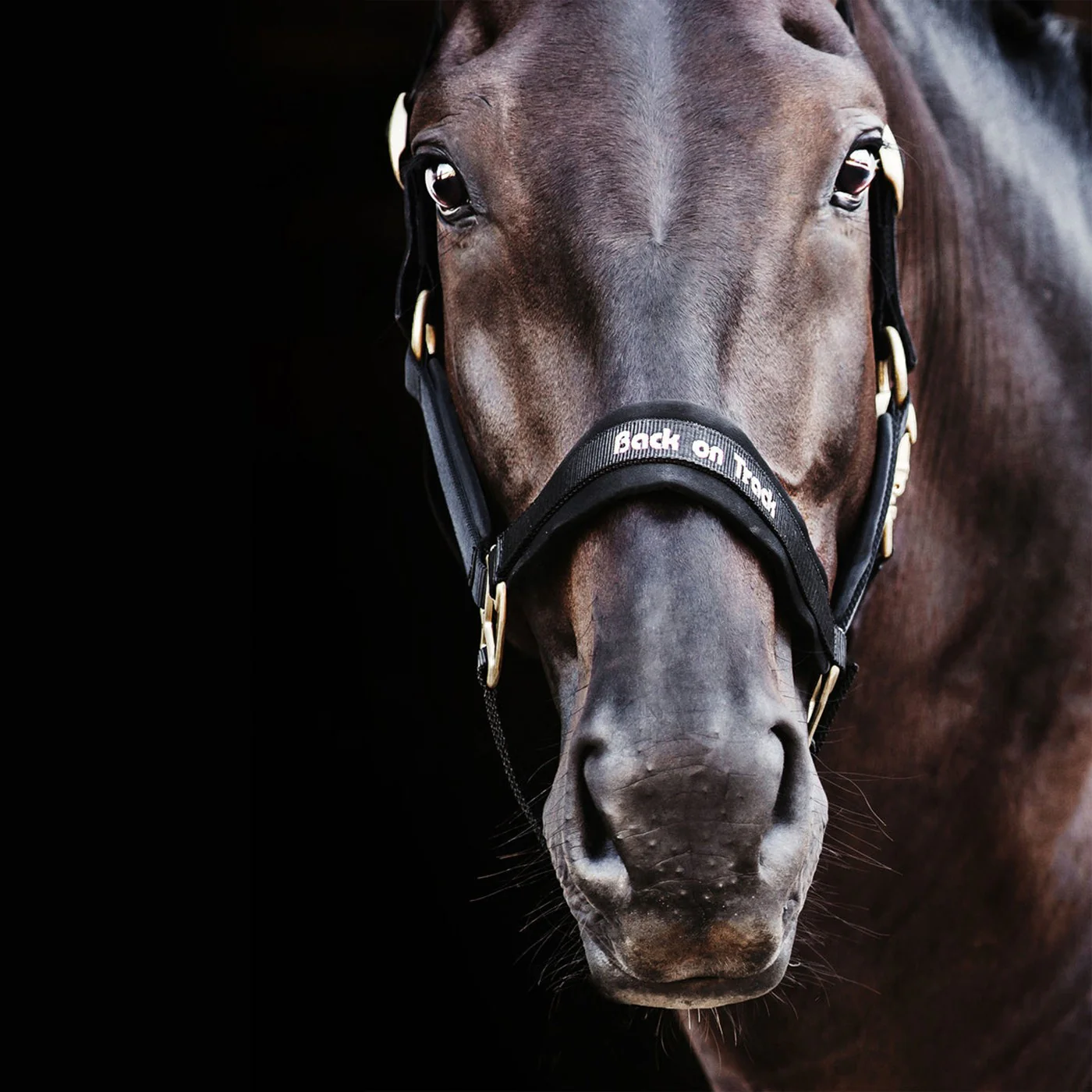 Back on Track Werano Halter - Image 2