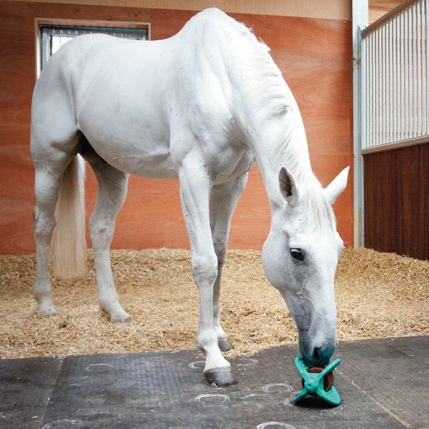 Bizzy Horse Bizzy Lick Apple Horse Treat 1 kg - Image 2