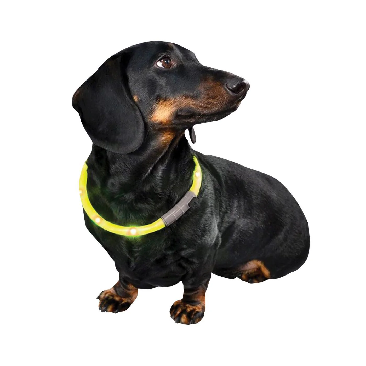 Bow & Arrow Rechargeable Light-Up Dog Neck Band - Image 3