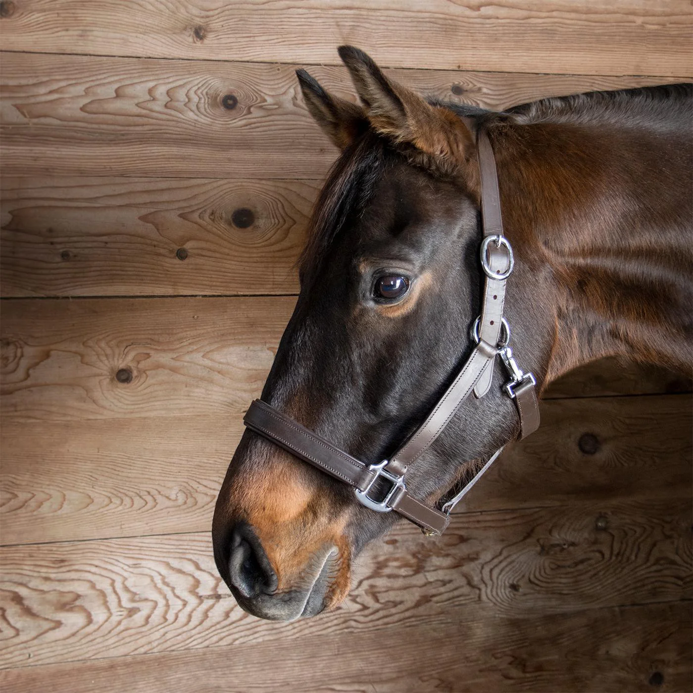 Everyday Essential Leather Halter - Image 2