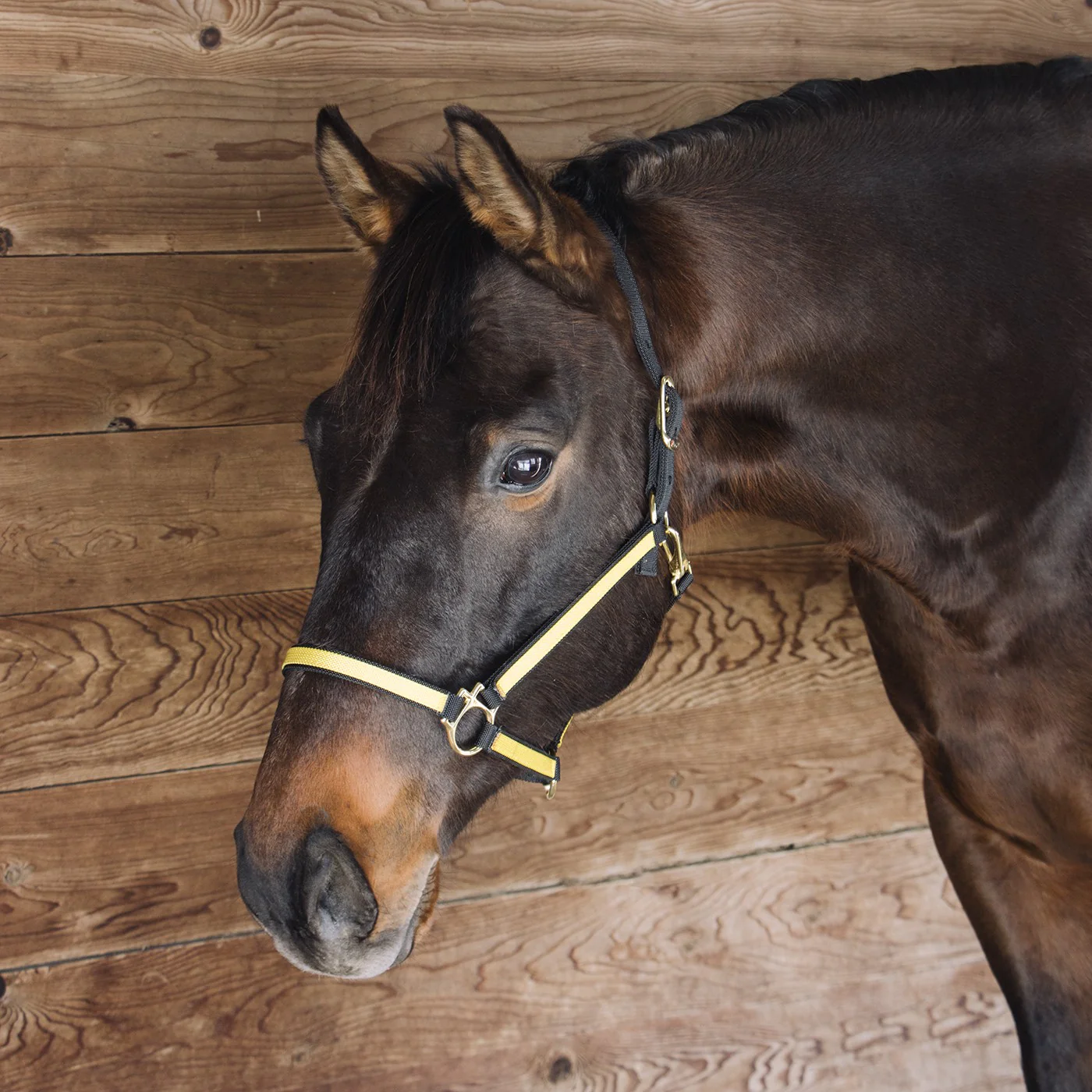 Extreme Two Tone Nylon Halter - Image 4