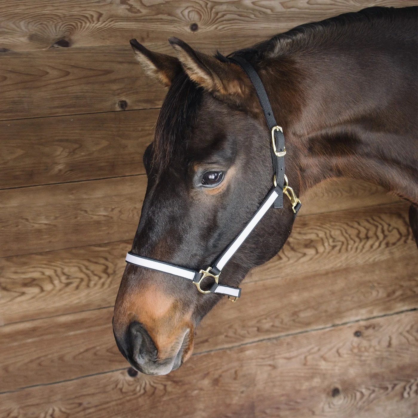 Extreme Two Tone Nylon Halter - Image 7