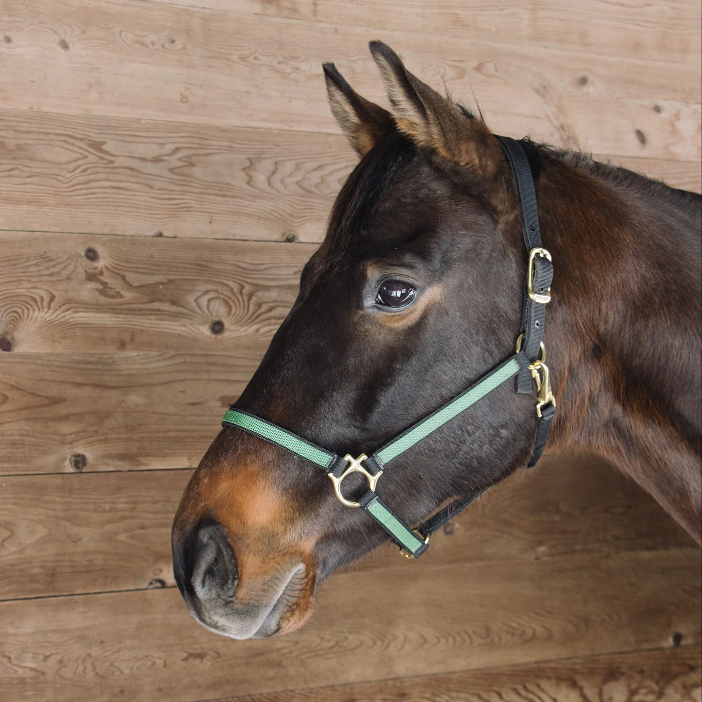 Extreme Two Tone Nylon Halter - Image 9