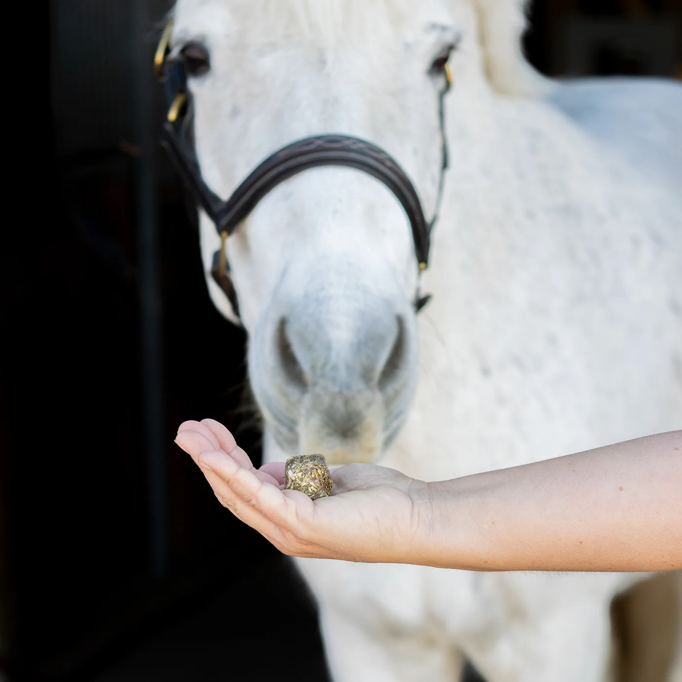 Nickers Crunchy Cubes Horse Treats - Image 13