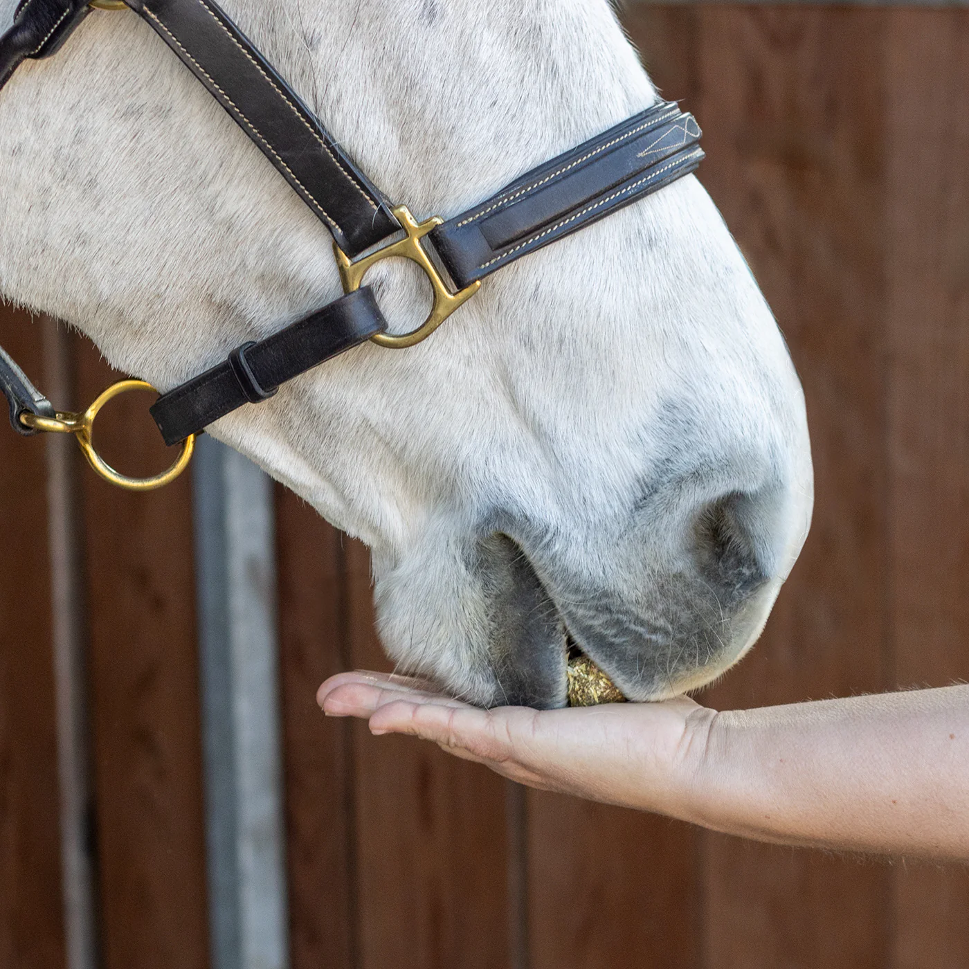 Nickers Crunchy Cubes Horse Treats - Image 14