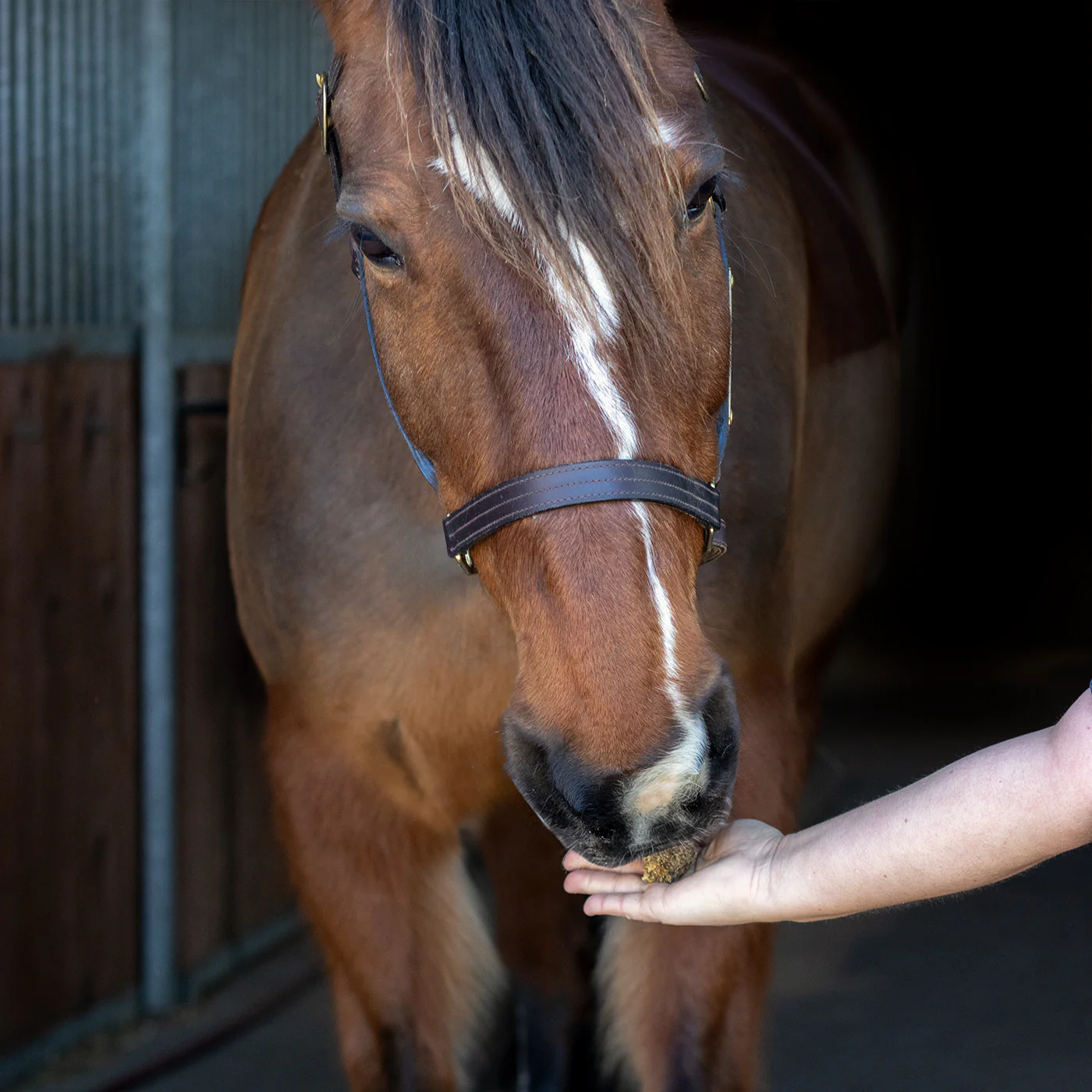 Nickers Crunchy Cubes Horse Treats - Image 8