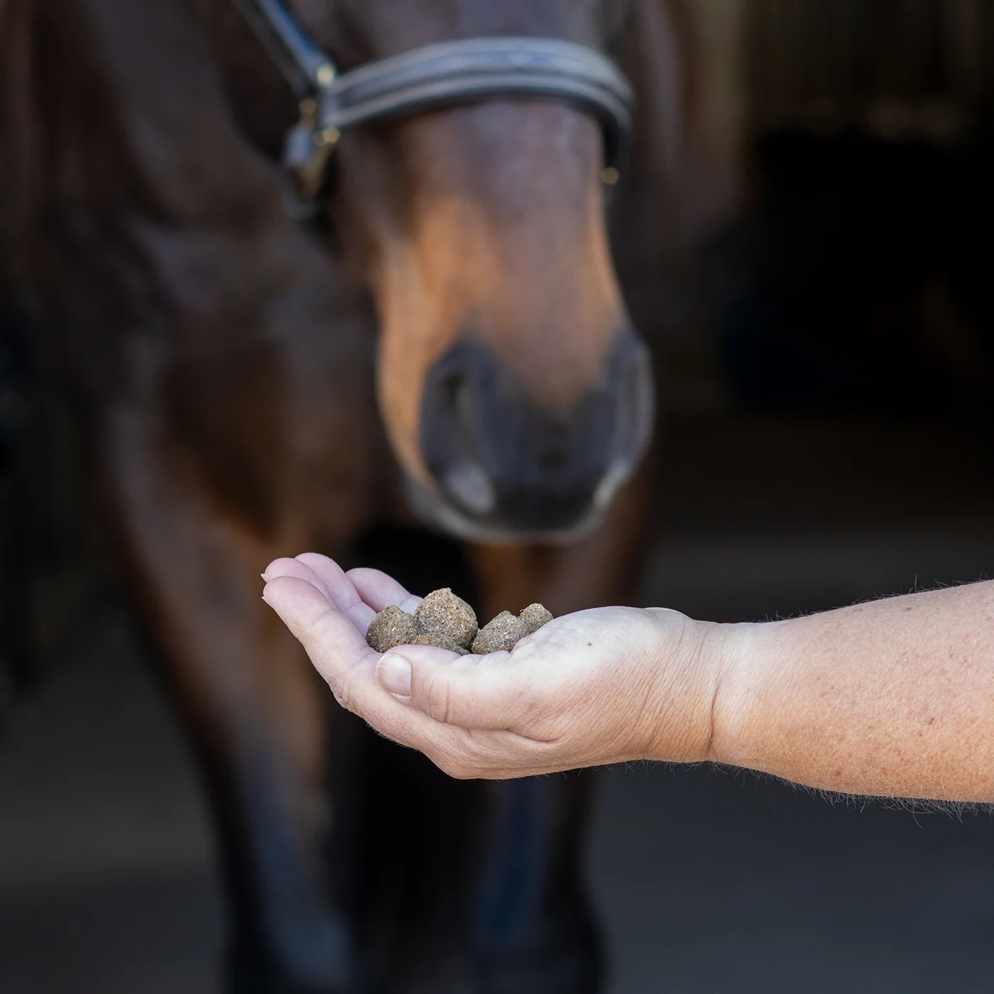 Nickers Training Treats Horse Treats - Image 5