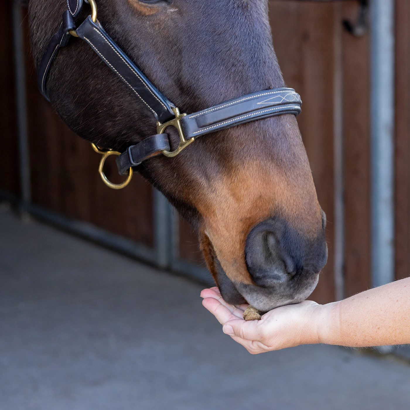 Nickers Training Treats Horse Treats - Image 6
