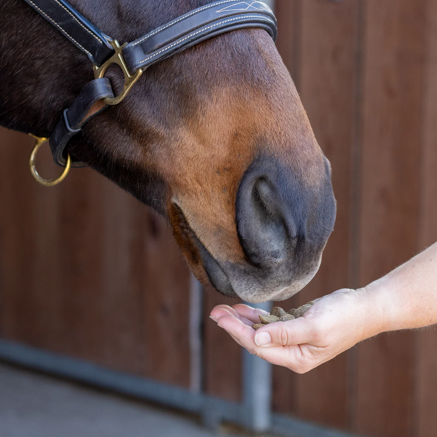 Nickers Training Treats Horse Treats - Image 7