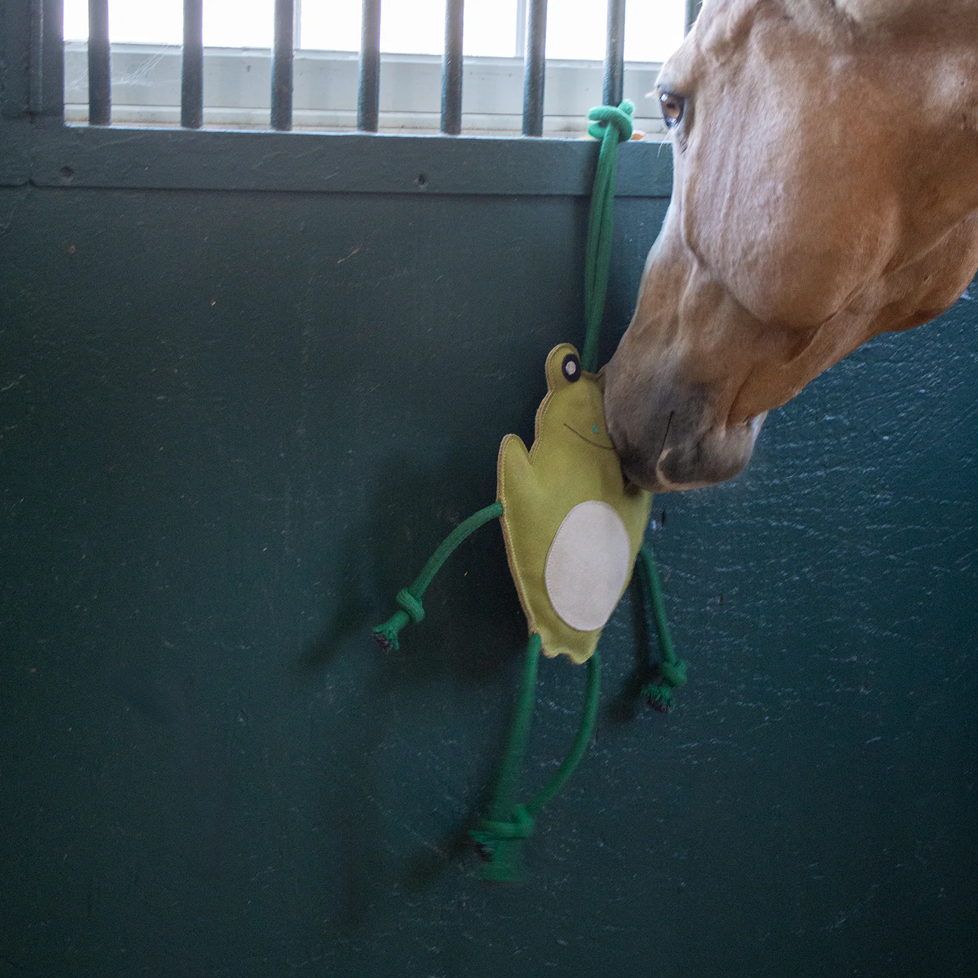 Holland James Frog Horse Toy - Image 5