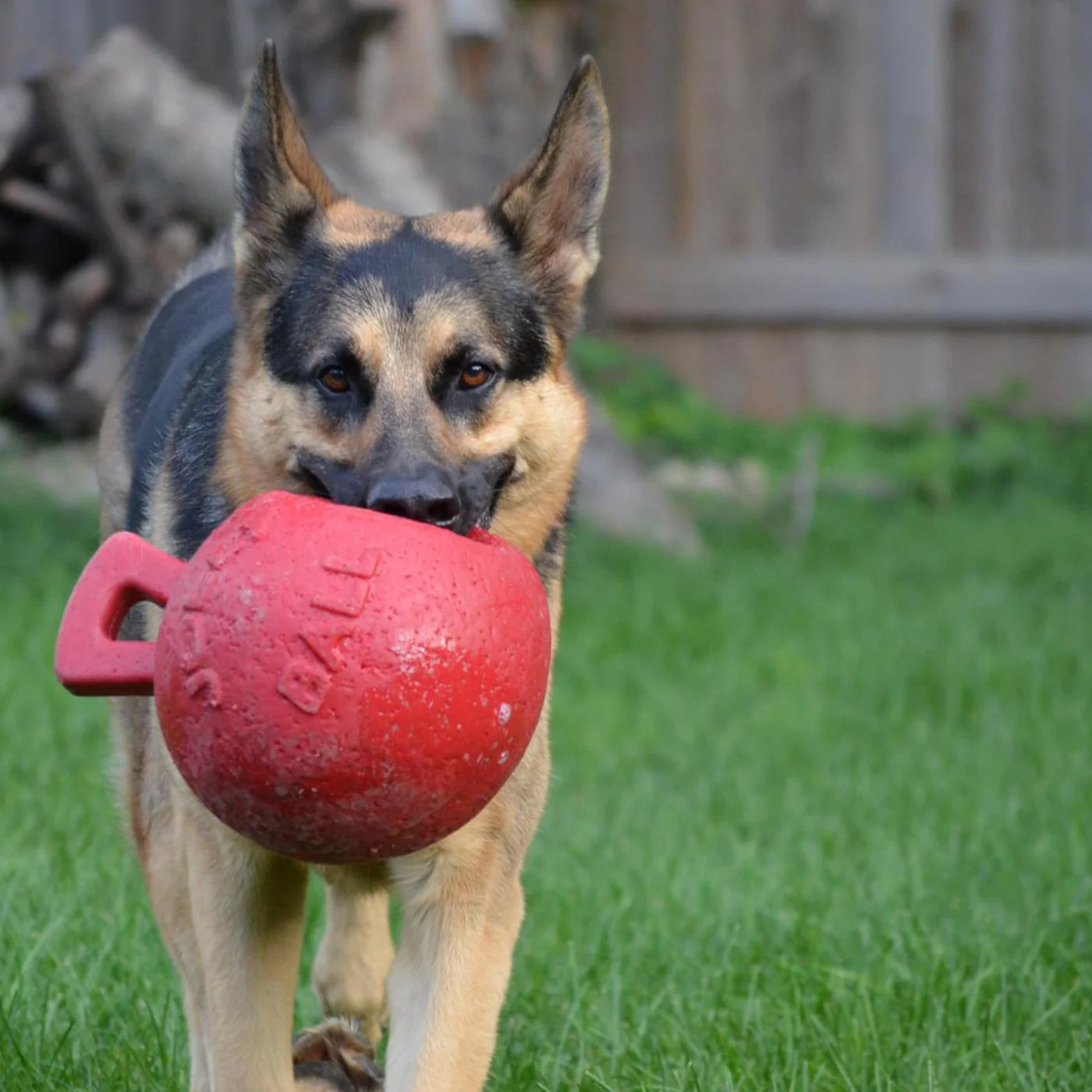 Horsemen's Pride Tug-n-Toss Jolly Ball 25 cm - Image 3