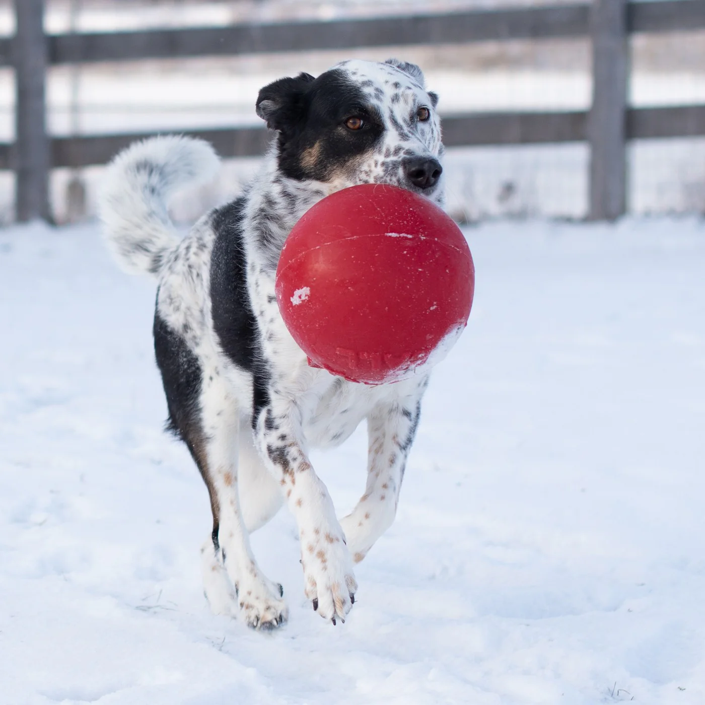 Horsemen's Pride Tug-n-Toss Jolly Ball 20 cm - Image 5