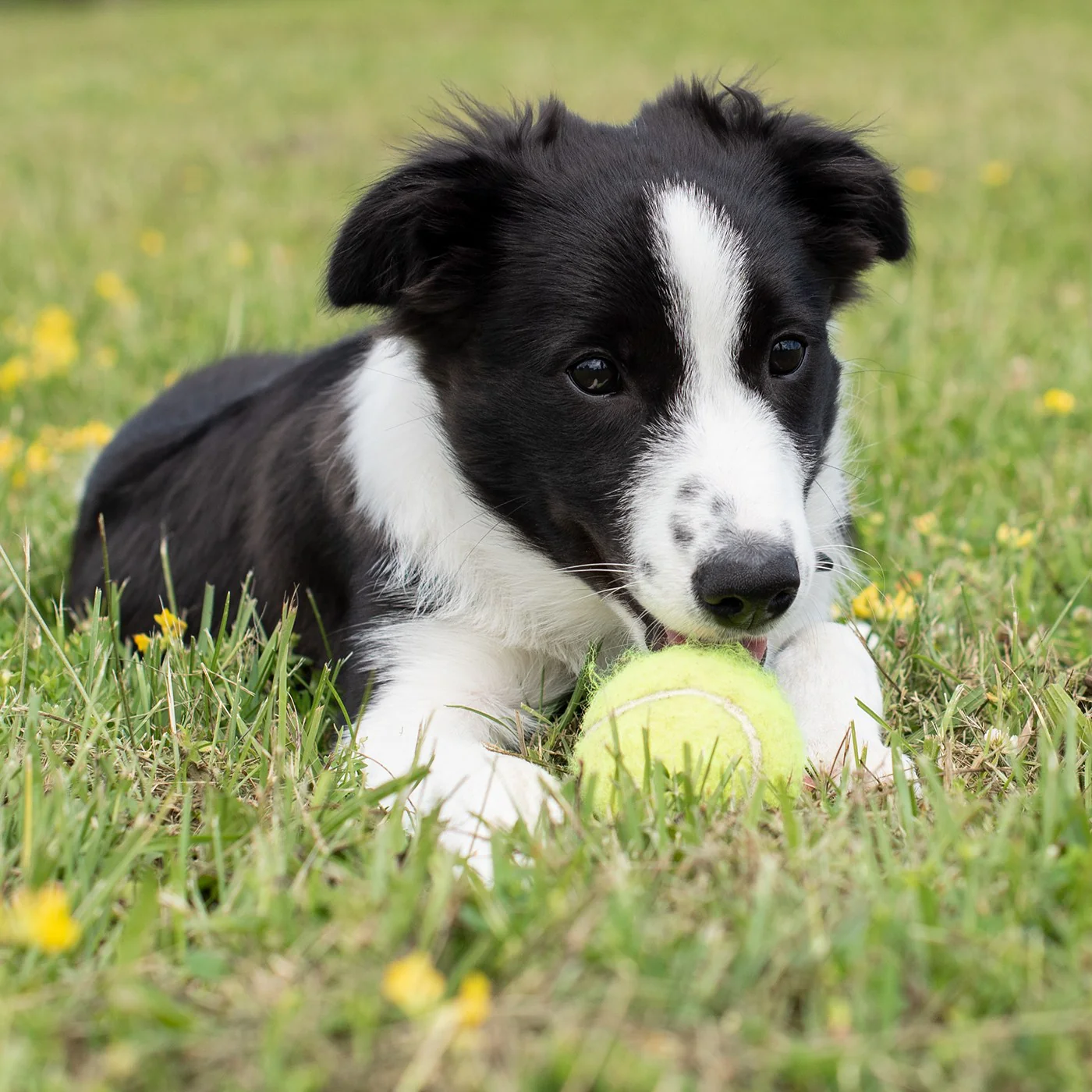 Kong Airdog SqueakAir Ball - Image 2