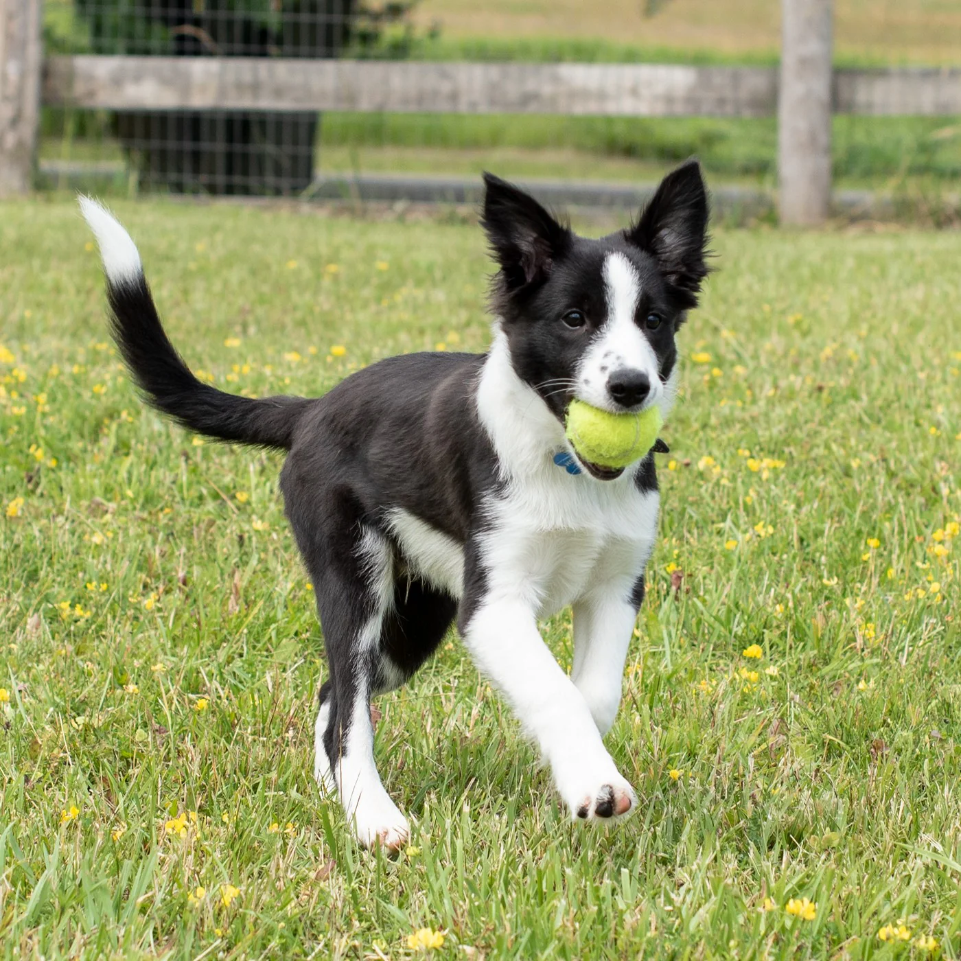 Kong Airdog SqueakAir Ball - Image 3