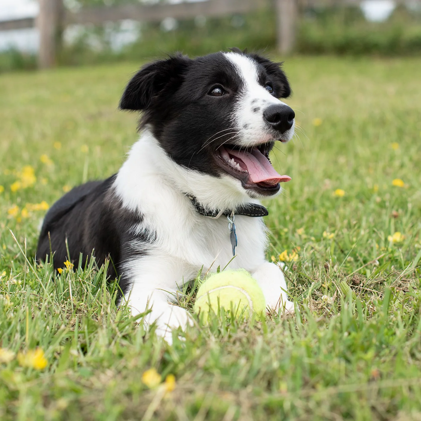 Kong Airdog SqueakAir Ball - Image 4