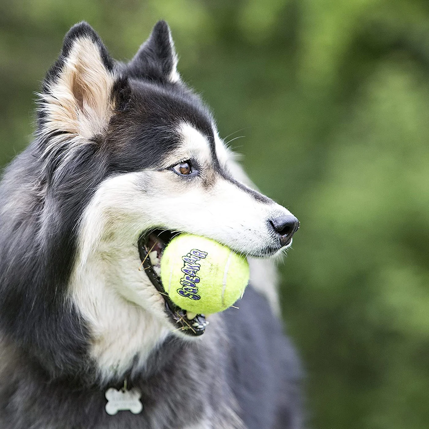 Kong Airdog Squeakair Ball Large - Image 2