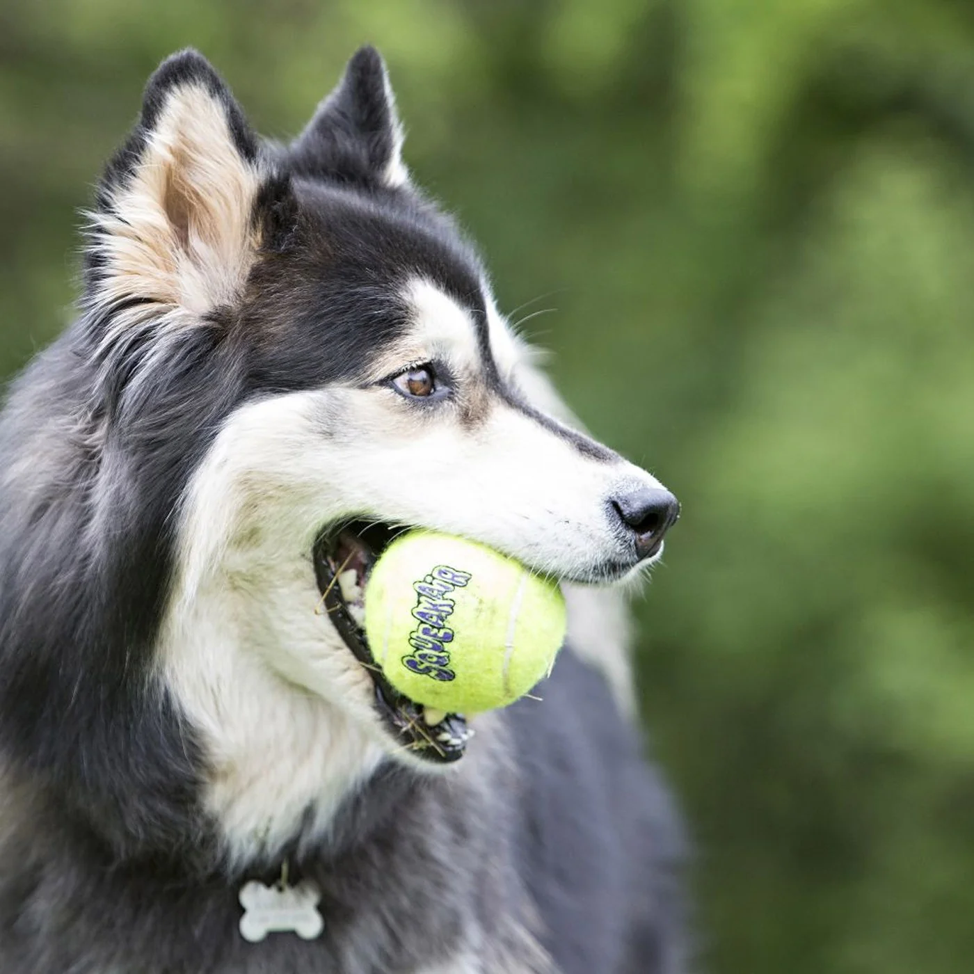 Kong Airdog SqueakAir Ball Small - 3 Pack - Image 3
