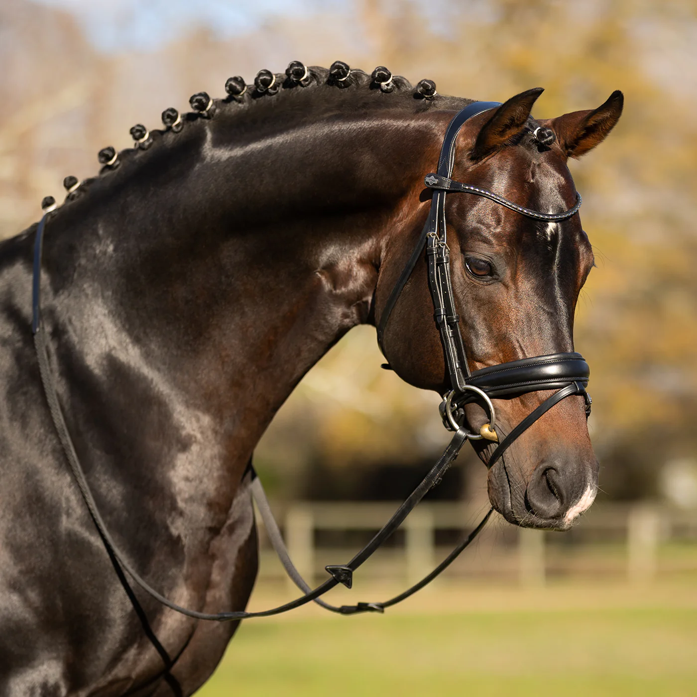 LeMieux Kudos Classic Dressage Bridle - Image 7