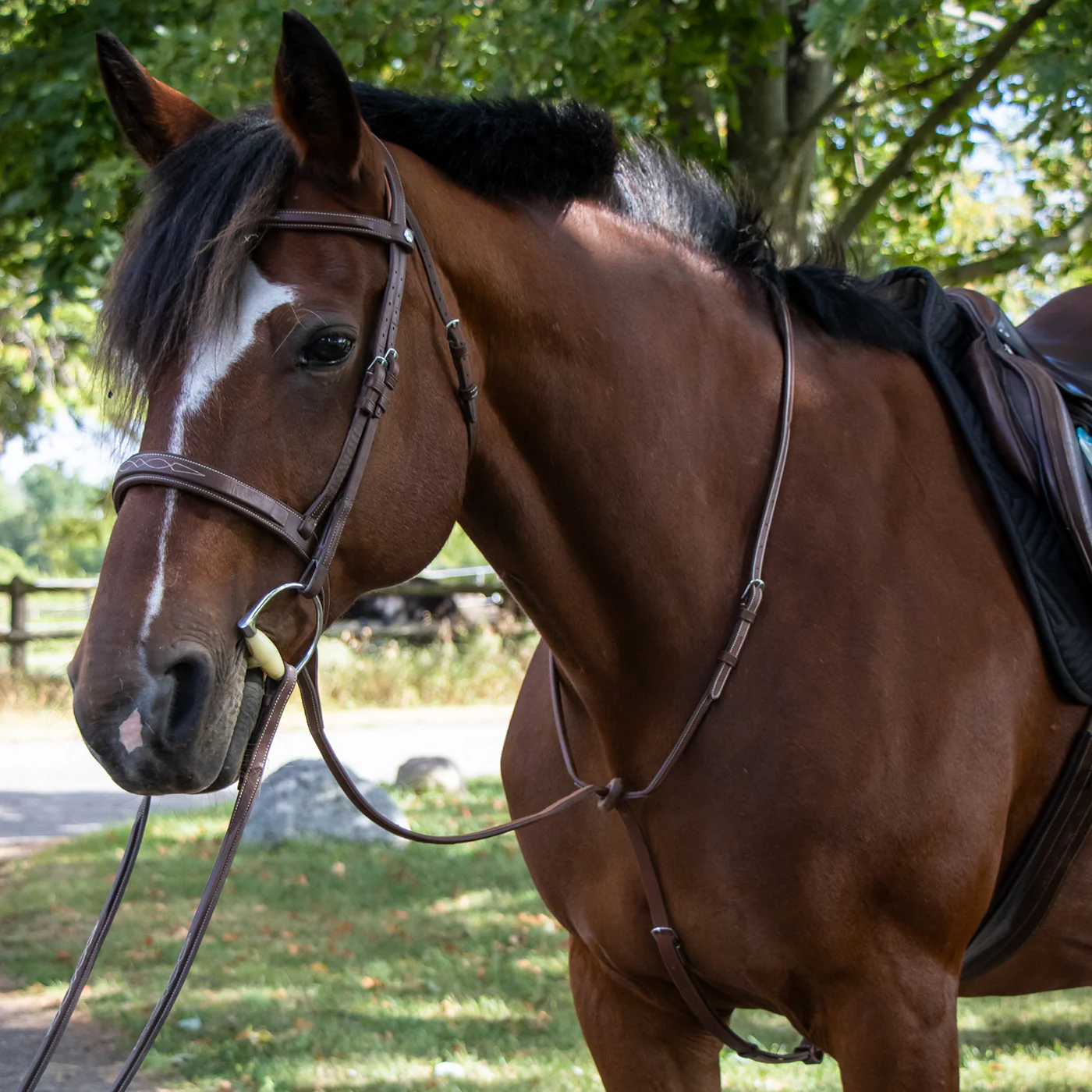 Mondega Carmaux Standing Martingale - Image 2