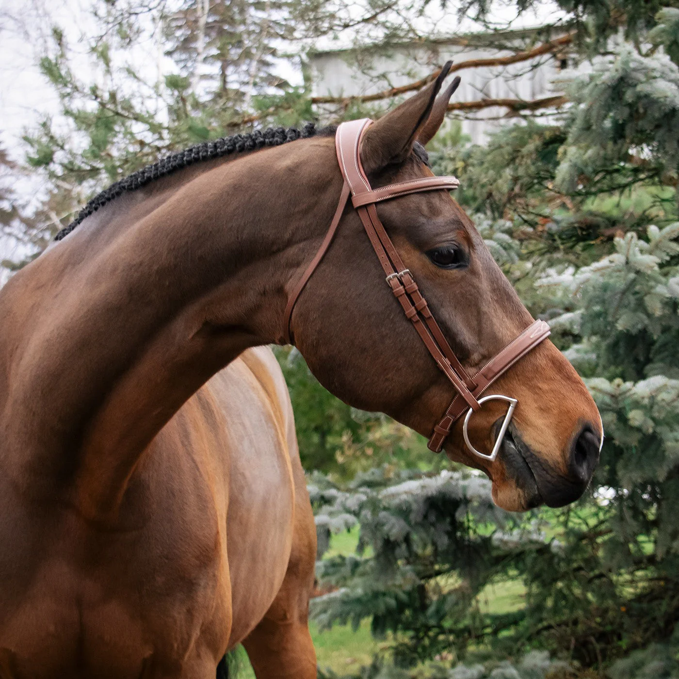 Mondega Gayo Classic Hunter Bridle - Image 5