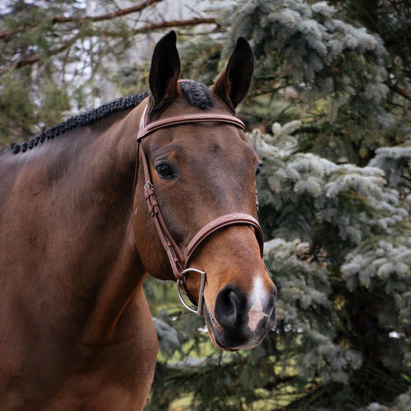 Mondega Gayo Classic Hunter Bridle - Image 6