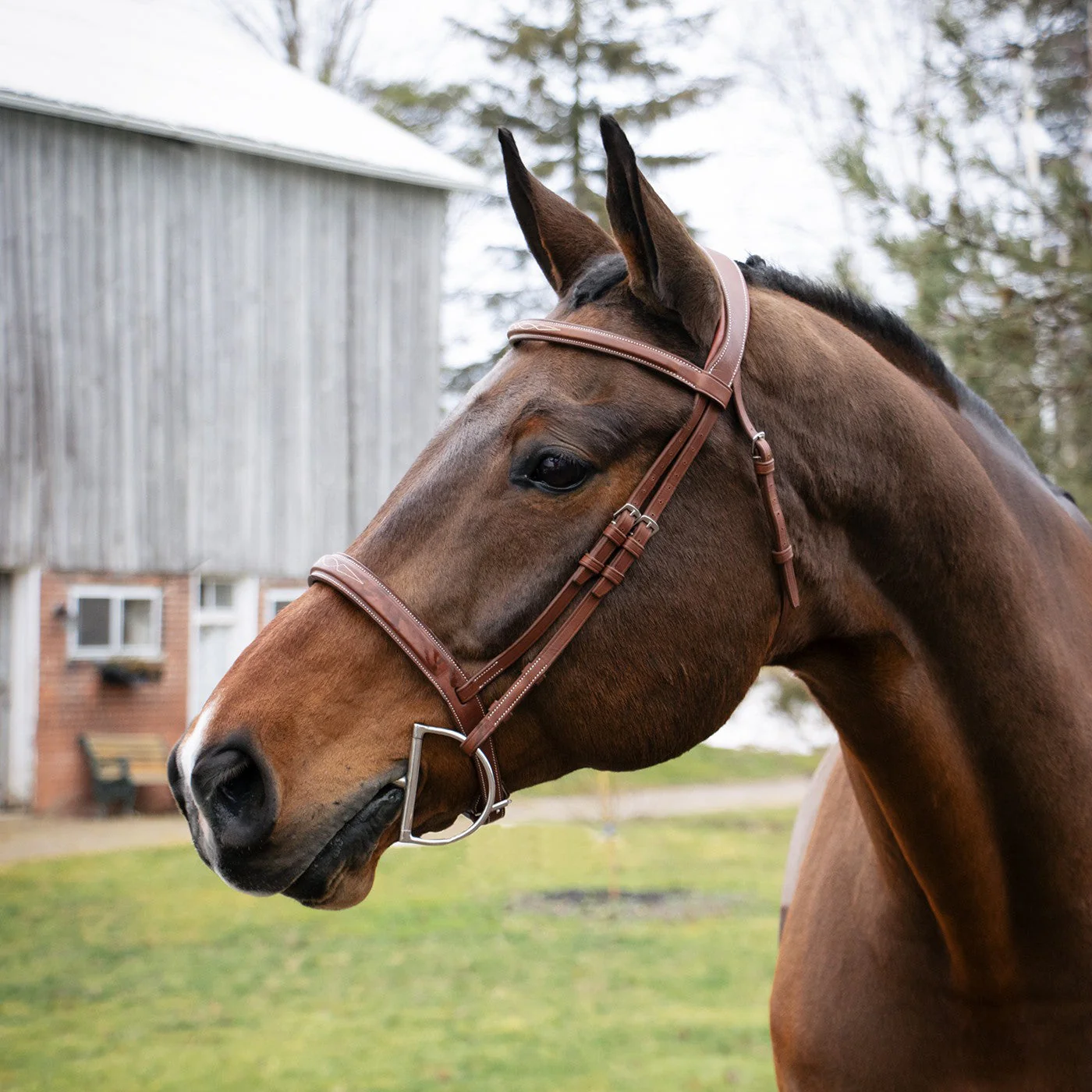 Mondega Gayo Classic Hunter Bridle - Image 7