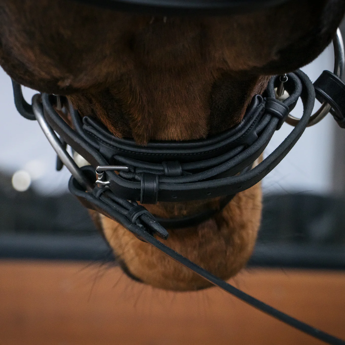 Mondega Laval Dressage Bridle - Image 8