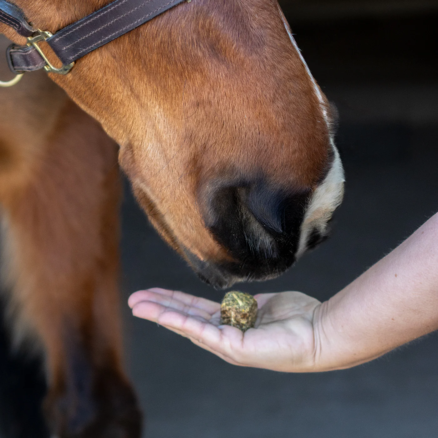 Nickers Crunchy Cubes Horse Treats - Image 20