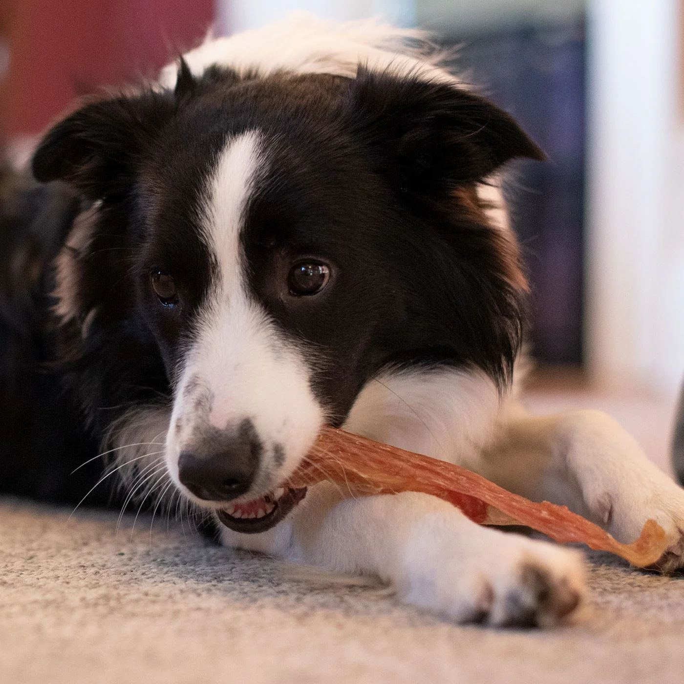 Open Range Beef Tendon Dog Chew 12 cm - Image 2