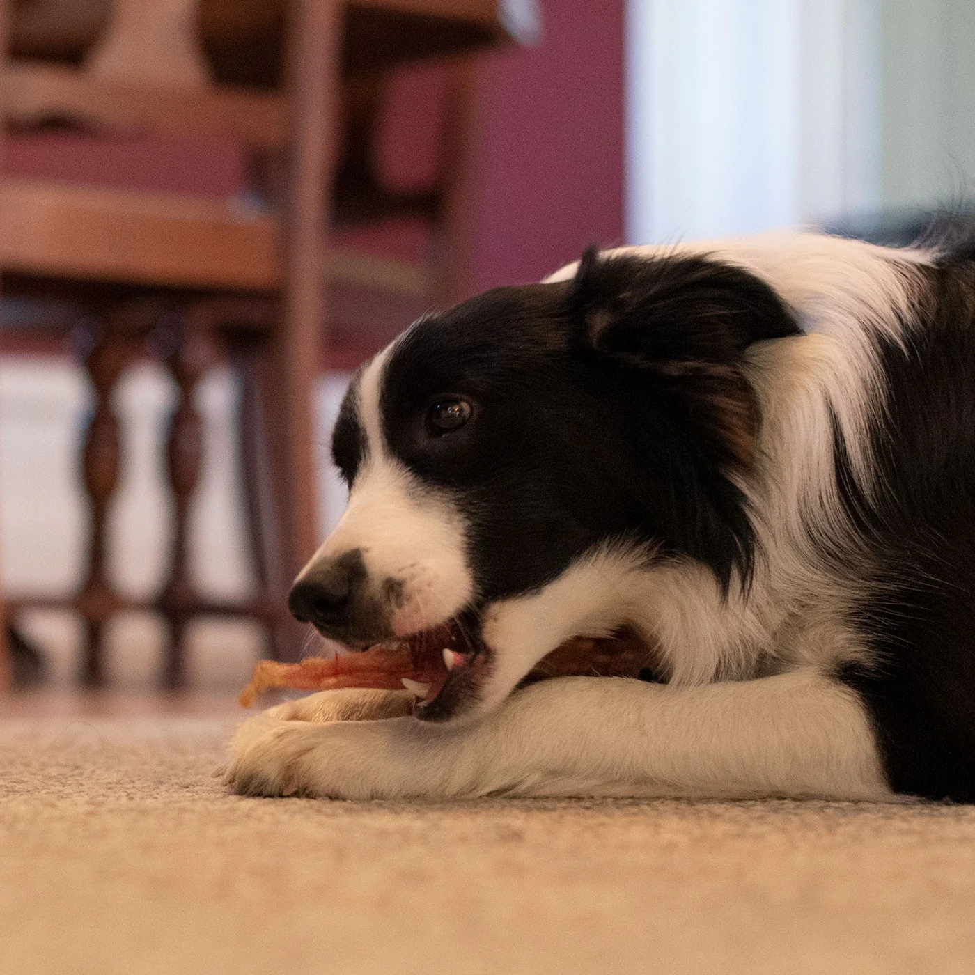 Open Range Beef Tendon Dog Chew 12 cm - Image 3