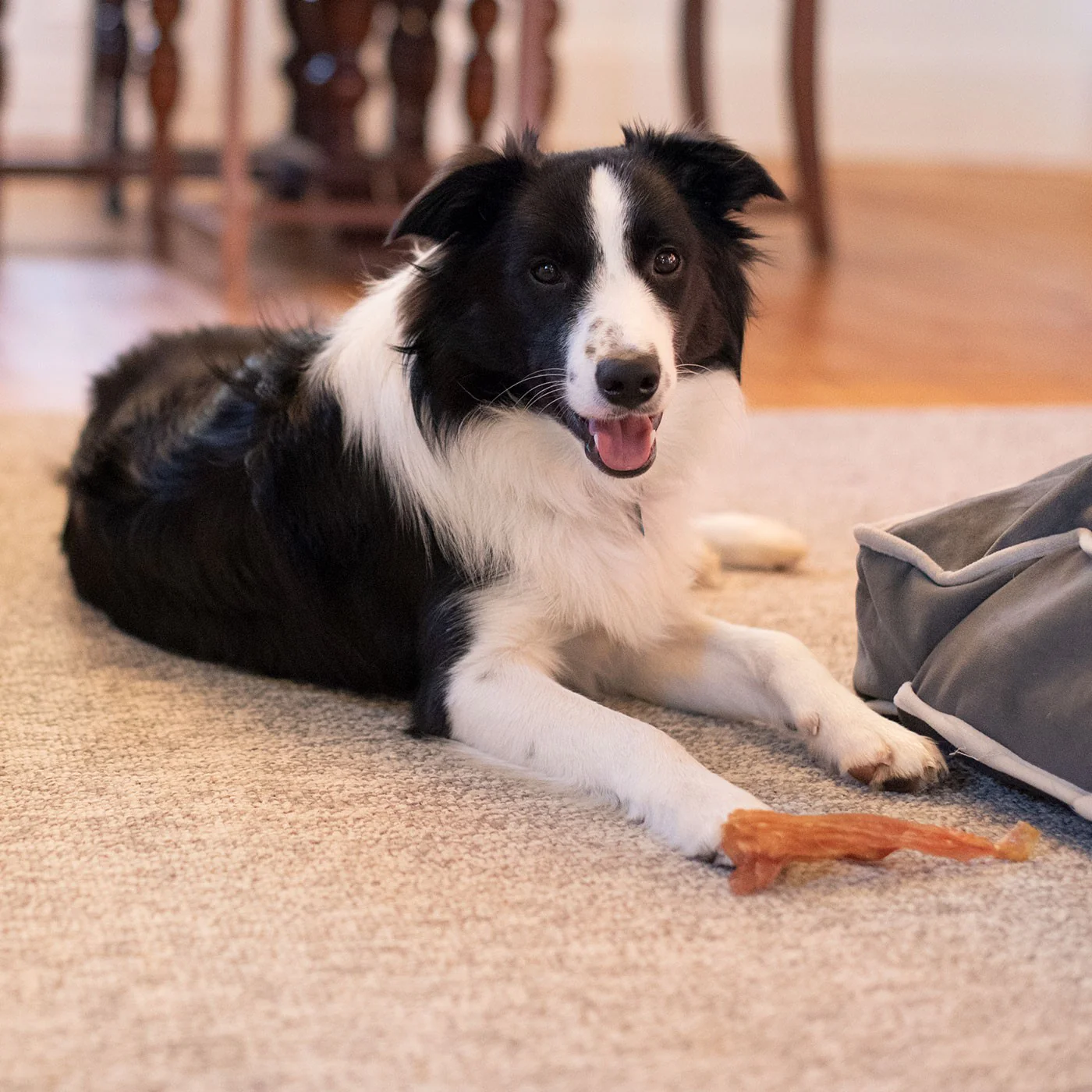 Open Range Beef Tendon Dog Chew 12 cm - Image 4