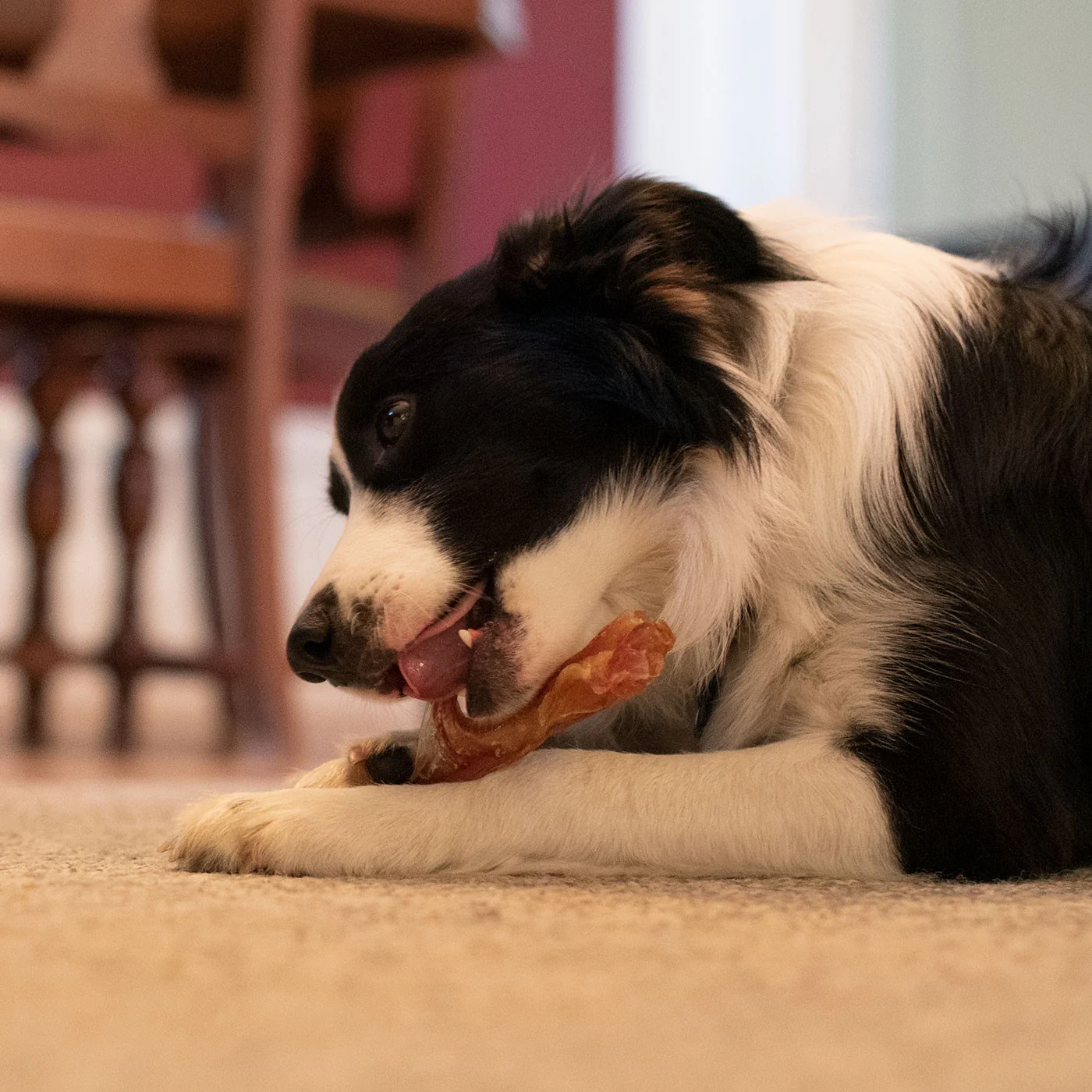 Open Range Beef Tendon Dog Chew 12 cm - Image 5