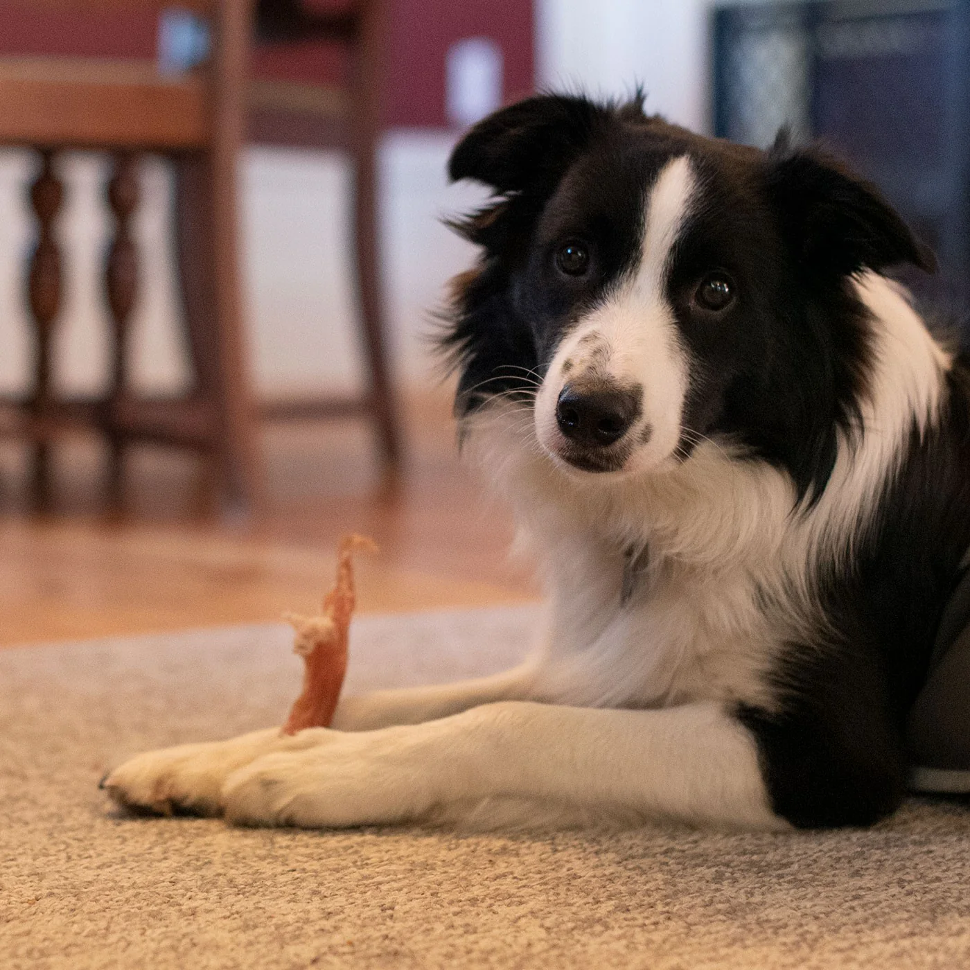 Open Range Beef Tendon Dog Chew 12 cm - Image 6