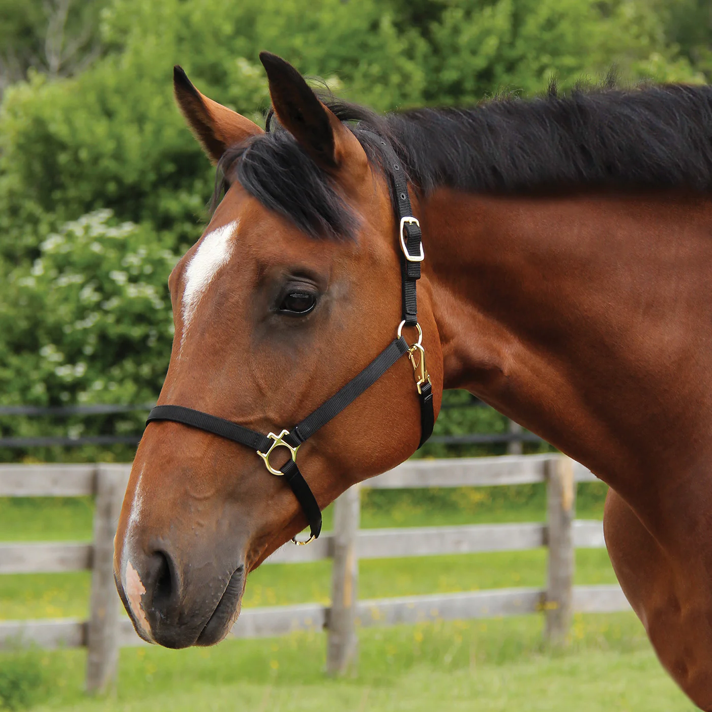 Shedrow Deluxe 3/4 in. Halter - Image 2