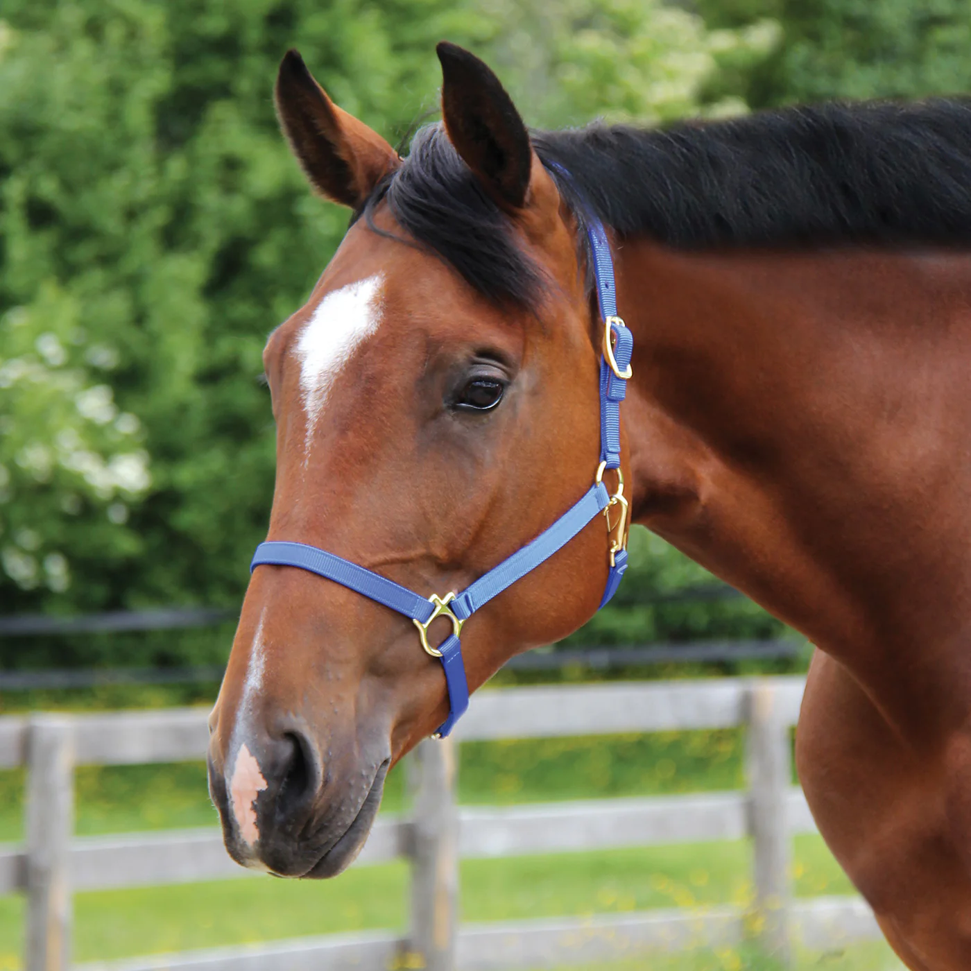 Shedrow Deluxe 3/4 in. Halter - Image 4