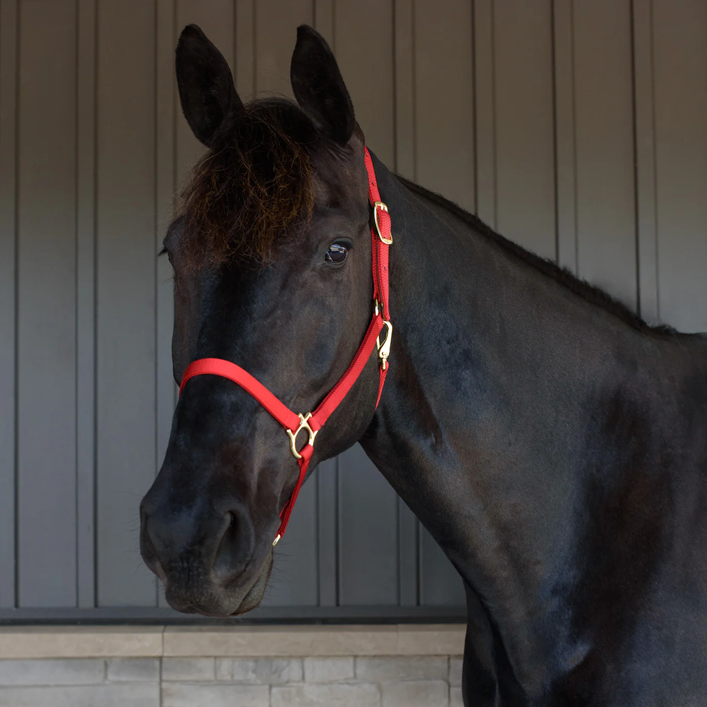 Shedrow Deluxe 3/4 in. Halter - Image 6