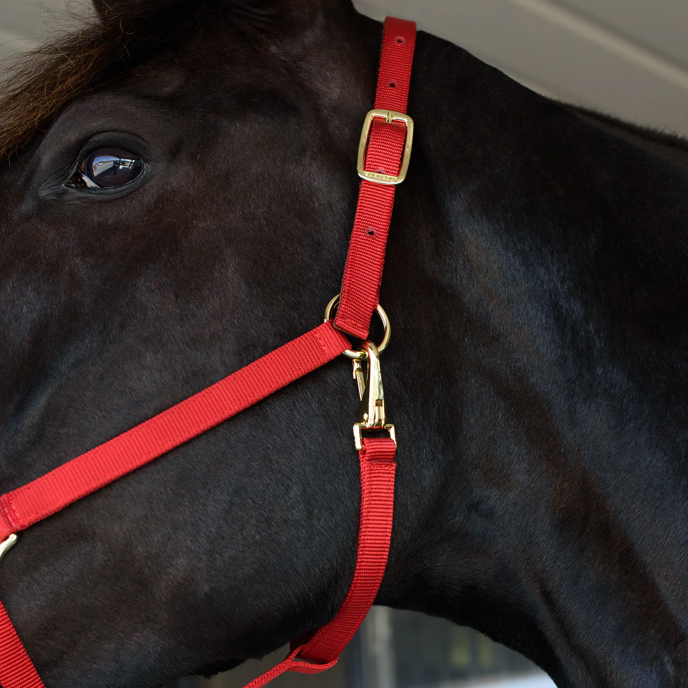 Shedrow Deluxe 3/4 in. Halter - Image 7