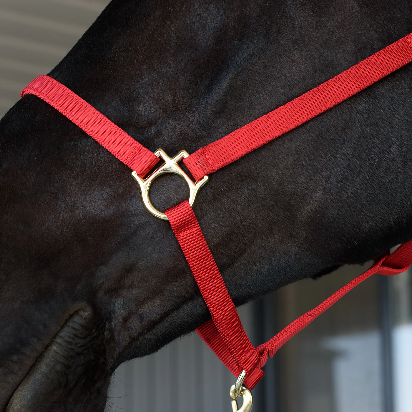 Shedrow Deluxe 3/4 in. Halter - Image 8