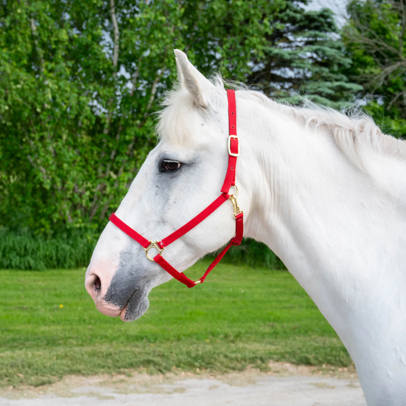 Shedrow Deluxe 3/4 in. Halter - Image 9