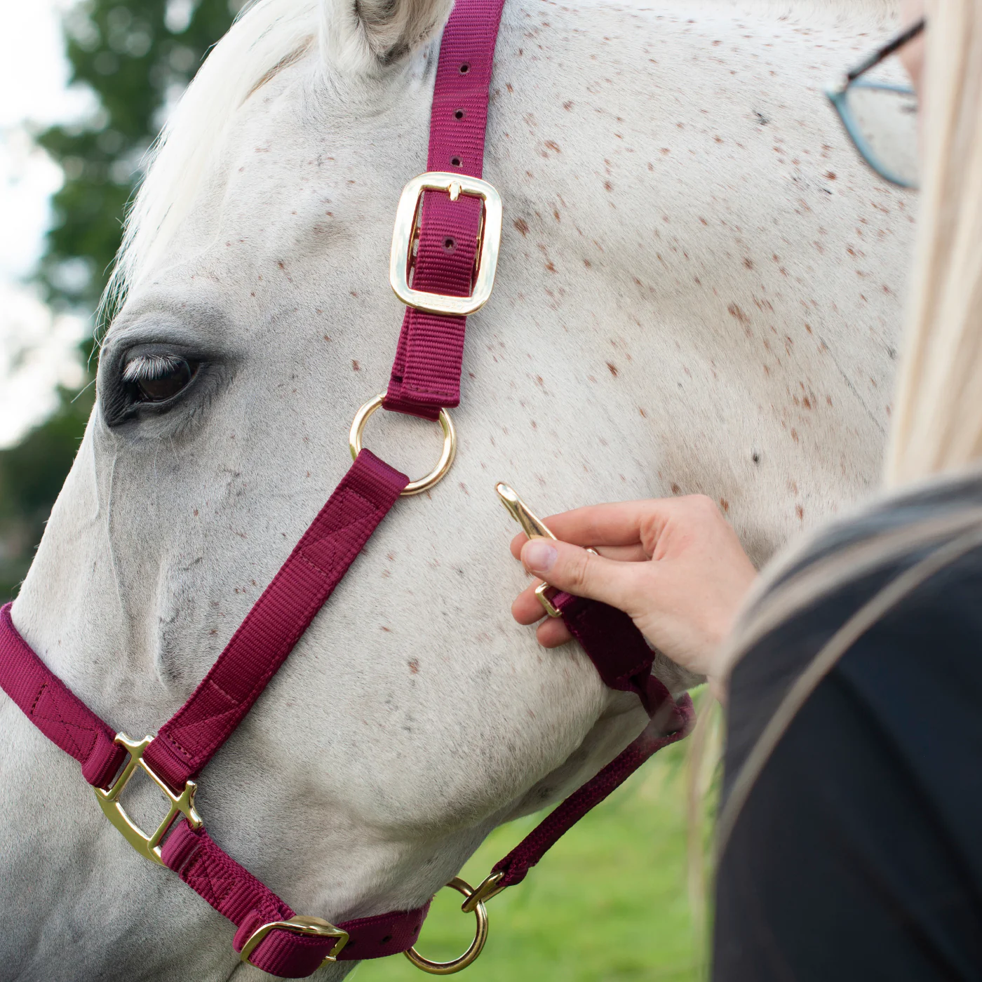 Shedrow Deluxe Halter - Image 12