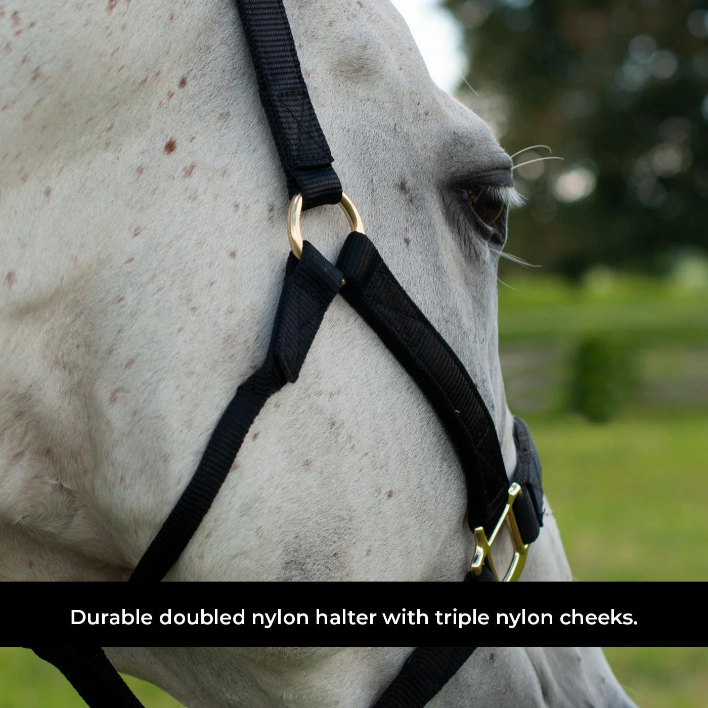 Shedrow Deluxe Halter - Image 17