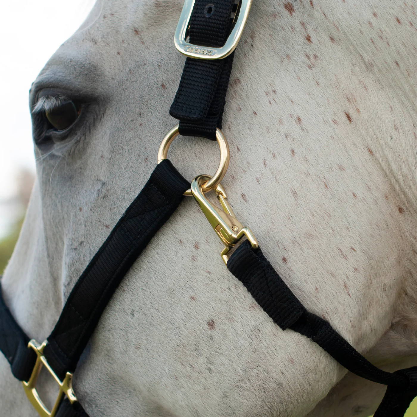 Shedrow Deluxe Halter - Image 18