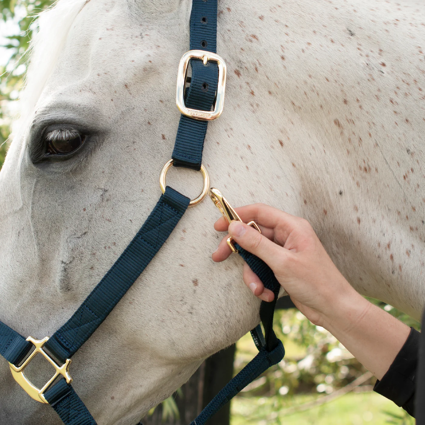 Shedrow Deluxe Halter - Image 24