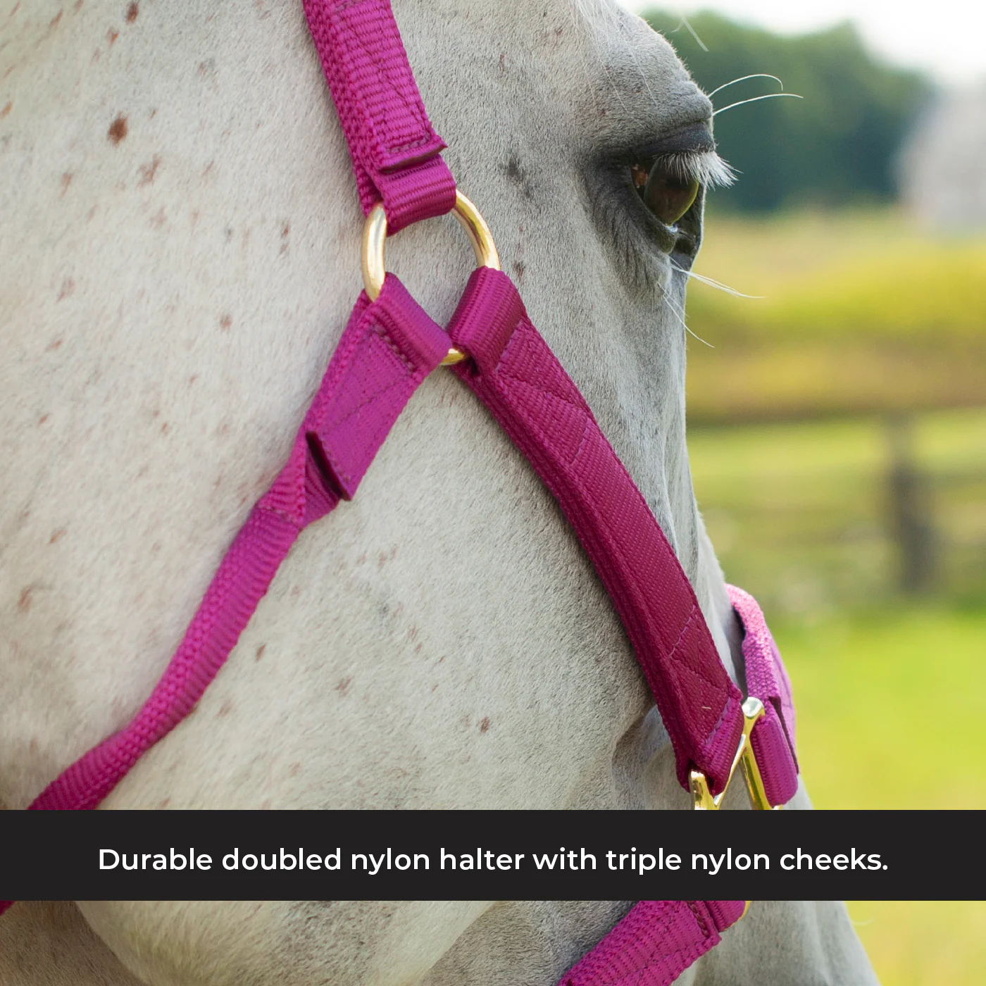 Shedrow Deluxe Halter - Image 35
