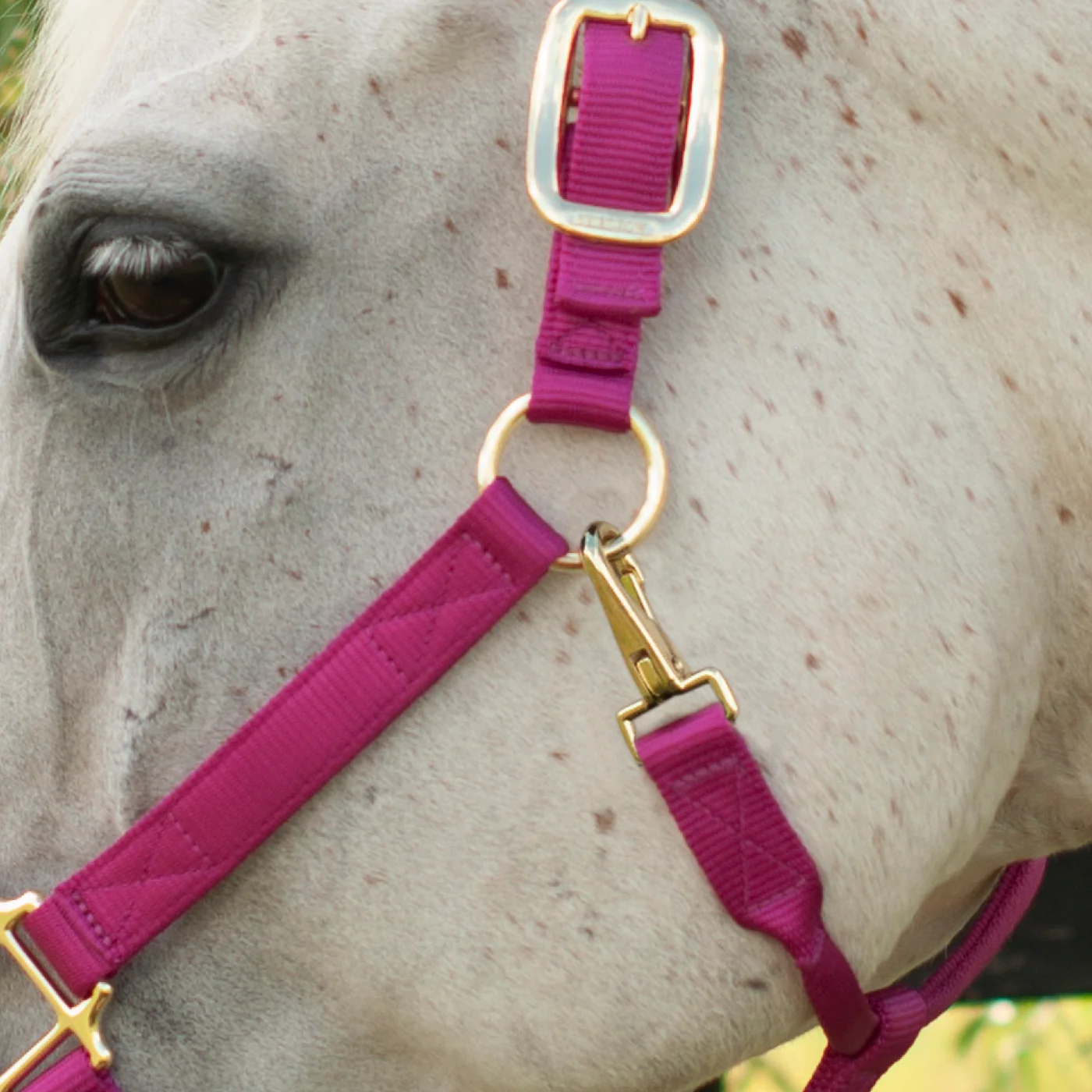Shedrow Deluxe Halter - Image 37