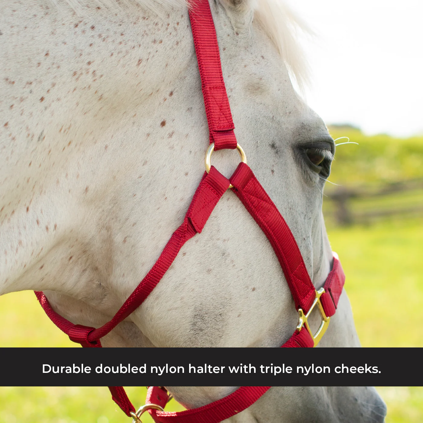 Shedrow Deluxe Halter - Image 40