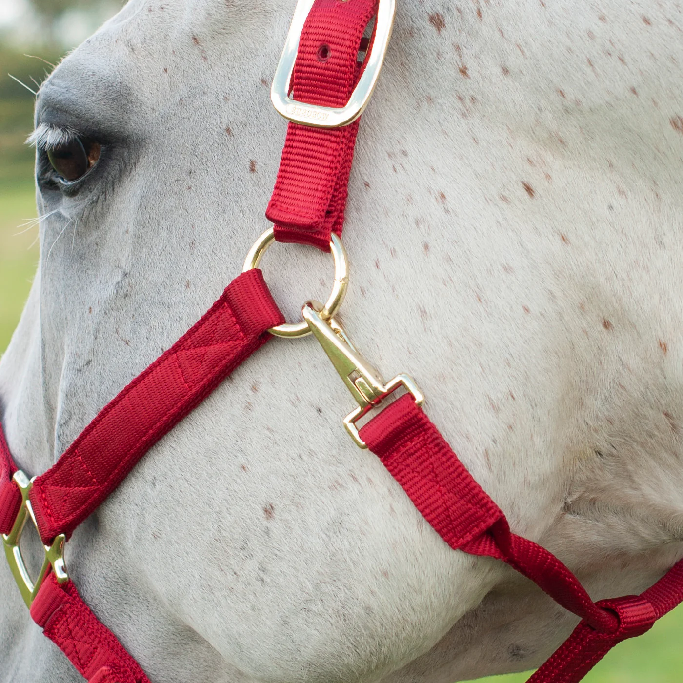 Shedrow Deluxe Halter - Image 43