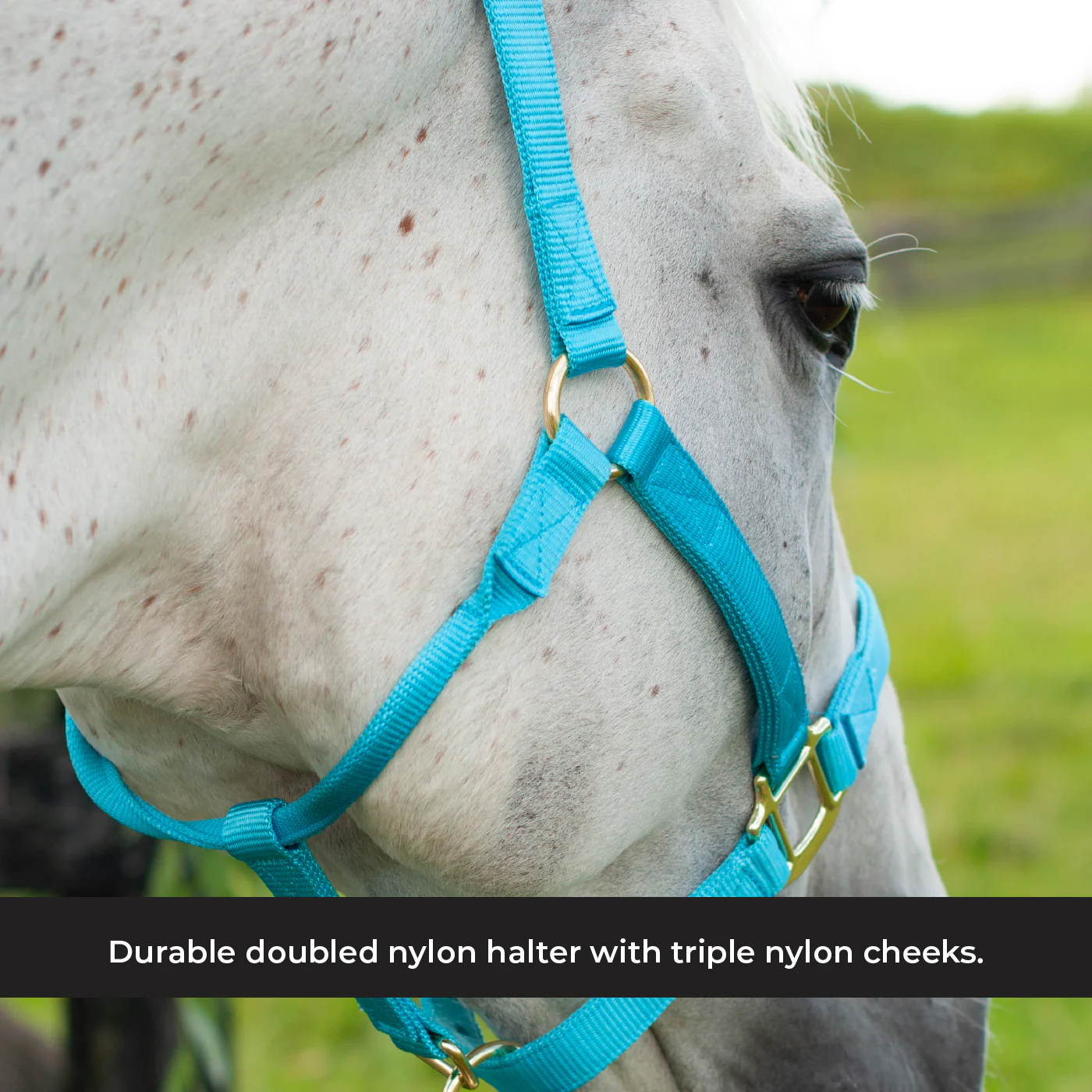 Shedrow Deluxe Halter - Image 46