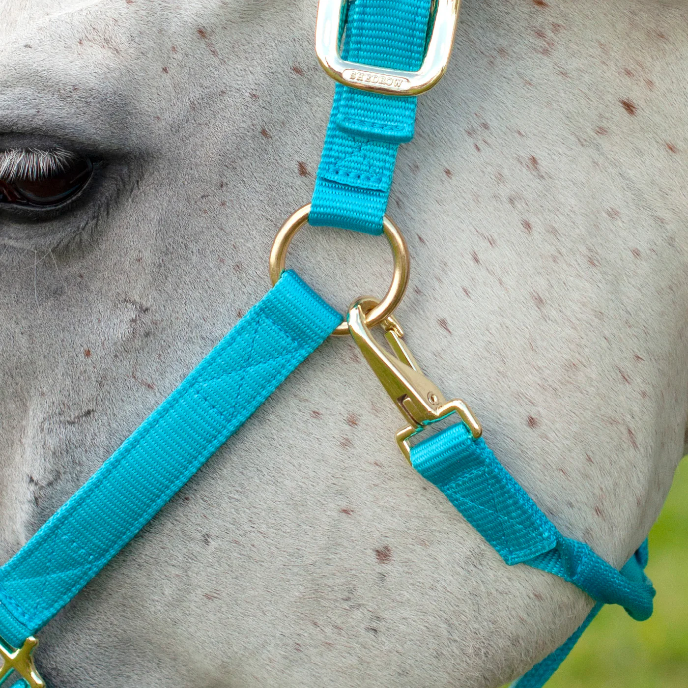Shedrow Deluxe Halter - Image 49