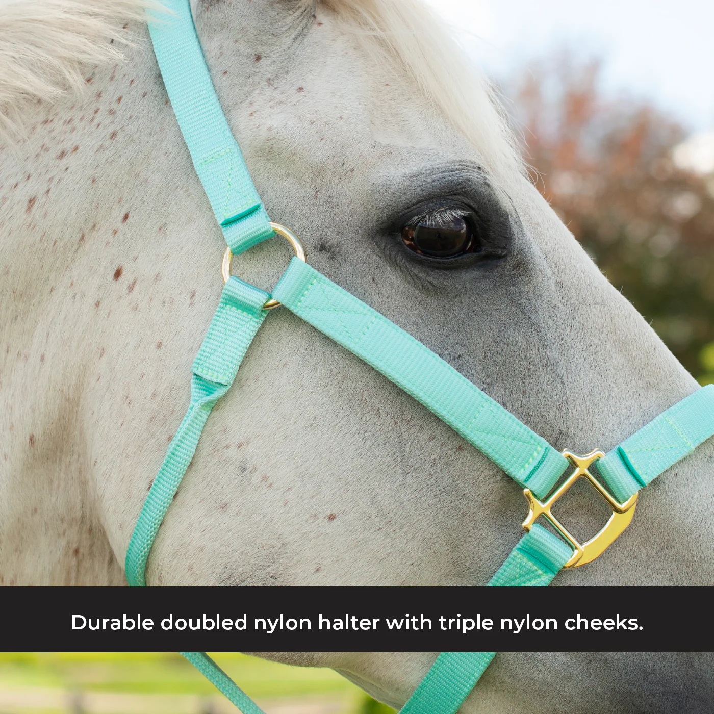Shedrow Deluxe Halter - Image 52